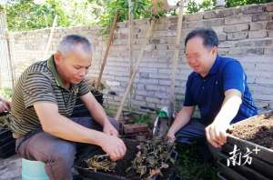 金线莲的种植环境(碧道画廊种“金草”，封开六旬老农成金线莲种植能手)