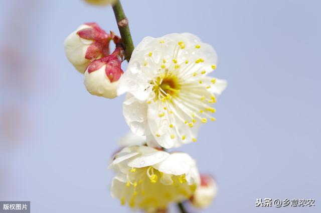 梅花种植技术，平时的养护技巧，这里告诉你