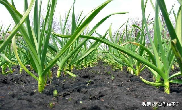 又开始种大蒜了，施肥、播种、盖土，从头到尾全过程分享种植方法