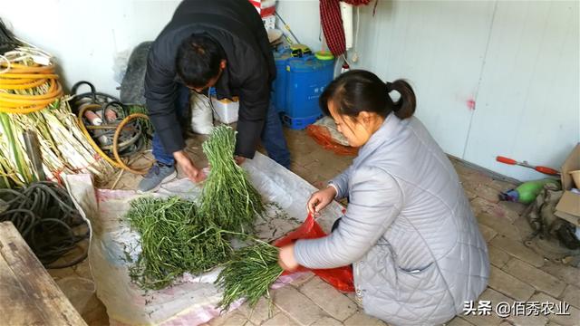 安徽农民种植中药材，发展5年终见成效，用农家特产回馈专家