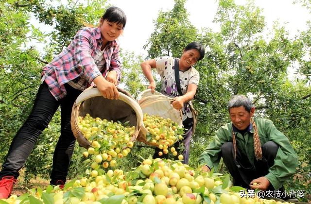 枣树开花结果少、落花落果多？学会这一招，满树大枣压枝头