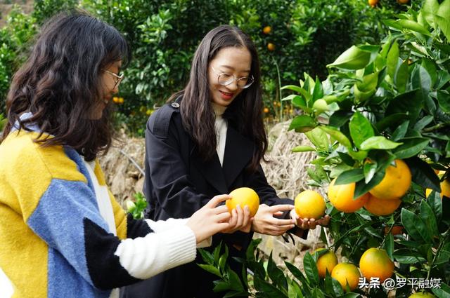 罗平县旧屋基彝族乡：产业组织化 振兴洋洞脚