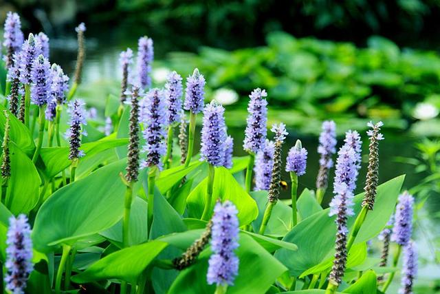 庭院设计师精心总结的15种适合庭院水池栽种的水生植物，建议收藏