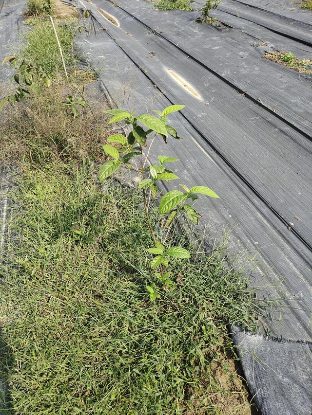 种植树苗生活开始