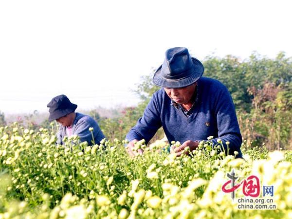 徐州市睢宁县岚山镇中草药特色种植 3200亩杭白菊绽放“美丽经济”