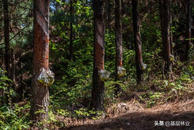 种什么类型的树最赚钱？三种类型的树适合三种类型的人种植