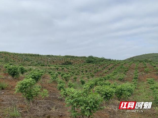 嘉禾：“吴茱萸”让这个村的荒山野岭变成聚宝盆