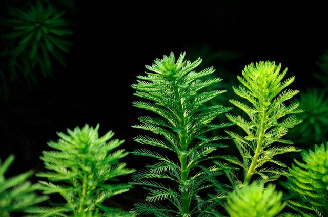 庭院设计师精心总结的15种适合庭院水池栽种的水生植物，建议收藏