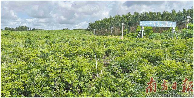 种植牛大力 促村民增收