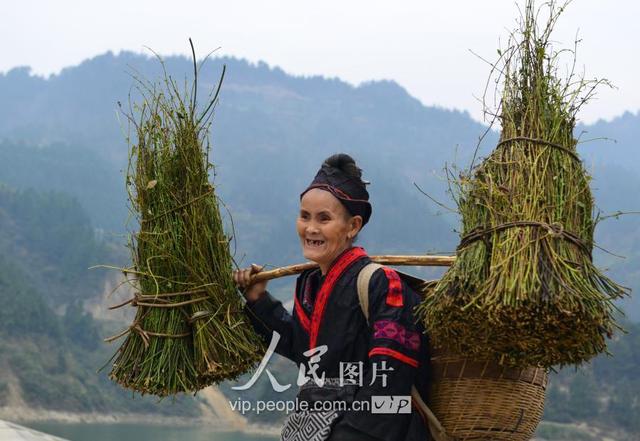 贵州剑河：钩藤“走”出大山闯市场