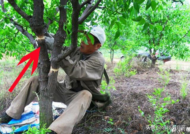 枣树开花结果少、落花落果多？学会这一招，满树大枣压枝头