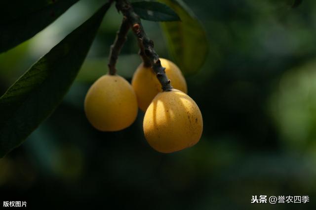 枇杷的种植技术，如何在提高产量的情况下，还要保证质量