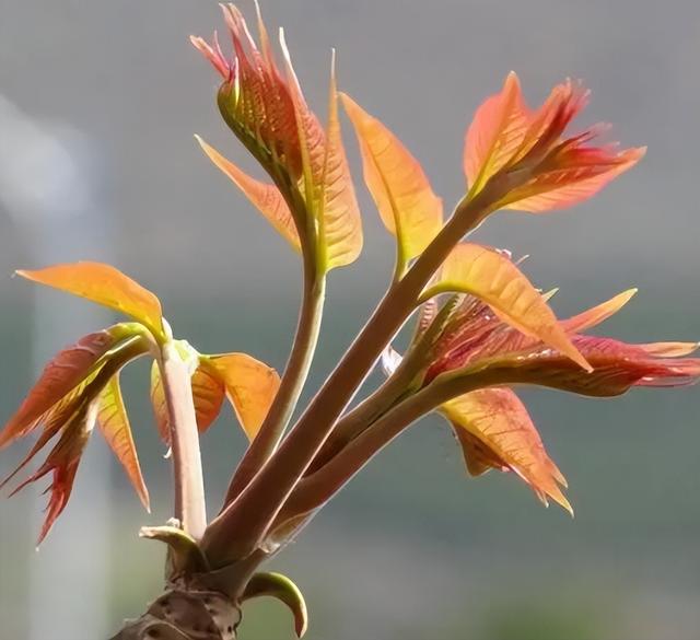 香椿菜颇有前途