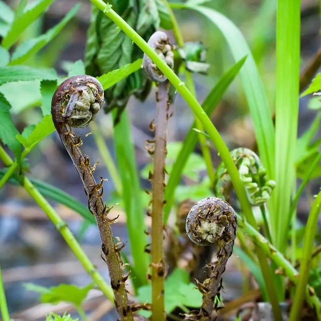 东北山野菜