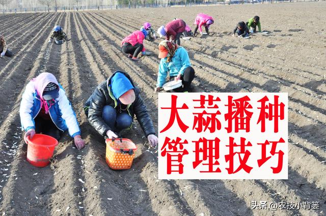 秋播大蒜有哪些种植管理技巧？从播种到越冬前抓好这7点就够了