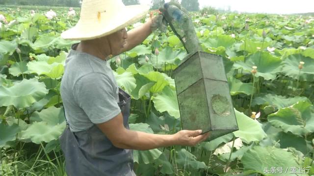 湘莲打出“组合拳”，不打农药还套种小龙虾，一亩最高可卖4000元