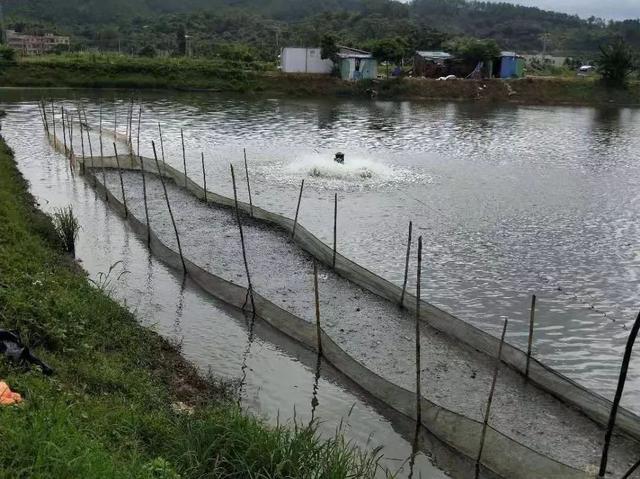 养虾池脏水堆满泡沫，还用药水泡虾？究竟是谁在抹黑中国养殖虾？