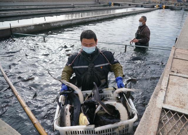 淡水鱼价格“涨势汹汹”为哪般？未来价格走势如何