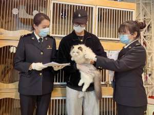 夫妻出国劳务养殖场(宠物猫狗组团出国 东莞海关首次监管非旅客携带出境宠物业务)