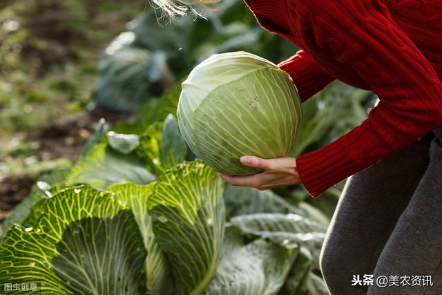 包心菜无公害栽培技术，简单易懂，一看就明白