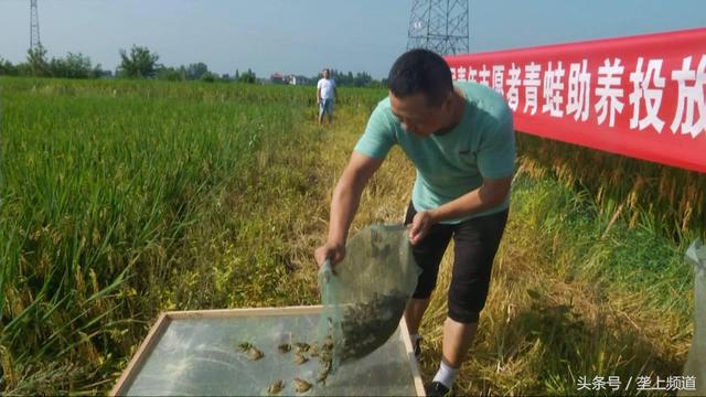 青蛙在稻田里安了家，生态种养新模式！心情美的呱呱叫！