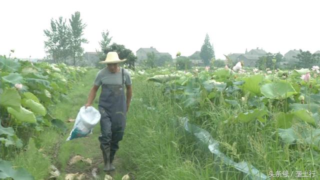 湘莲打出“组合拳”，不打农药还套种小龙虾，一亩最高可卖4000元