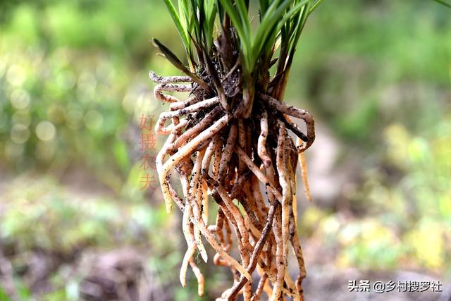 兰花根系不发达，是缺少肥料吗？学会5个小技巧，半年兰根挤满盆