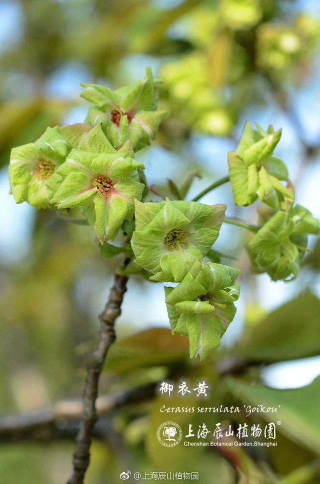 樱花一年开四回？绽放一周后赏樱最佳？“追樱”成功的秘诀都在这里了！