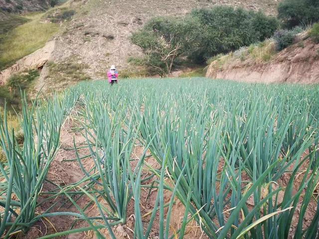 会宁翟所的红葱真不赖 今年咱们就吃本地红葱