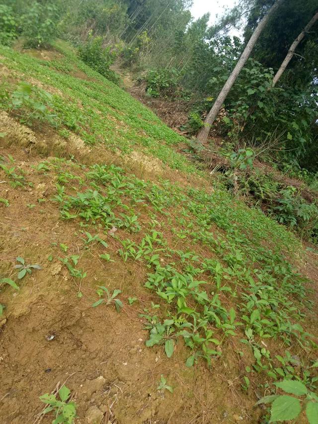 半夏 药材种植 农业创业好项目？ 锋哥告诉你实情