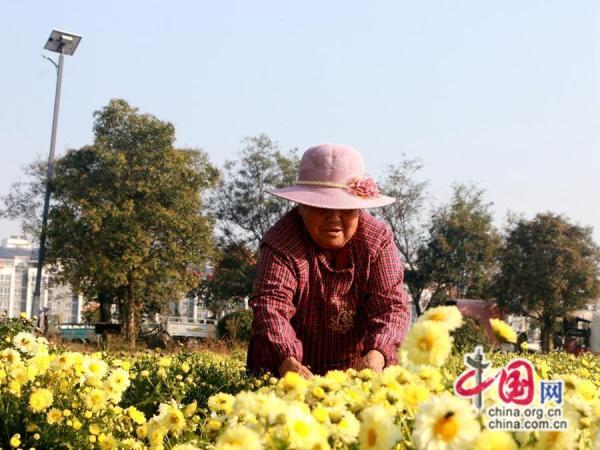 徐州市睢宁县岚山镇中草药特色种植 3200亩杭白菊绽放“美丽经济”