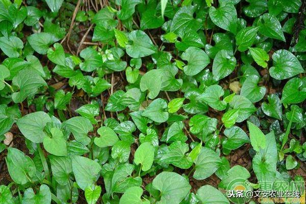 鱼腥草亩产量多少斤？种植前景如何？