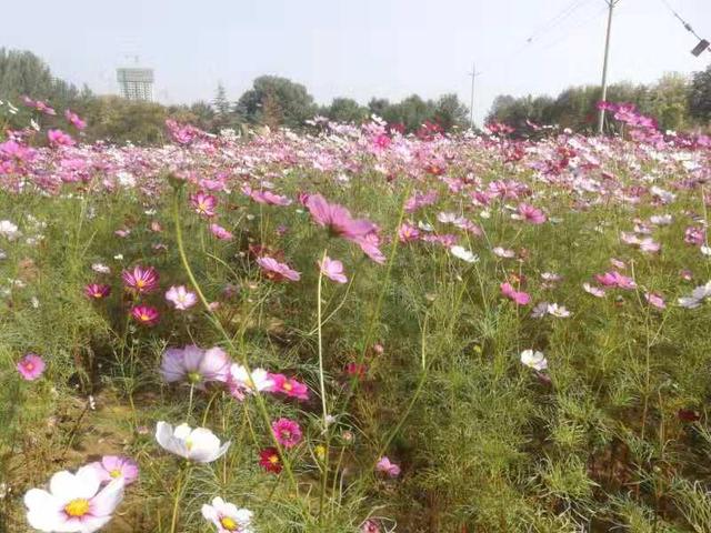 粉黛乱子草、波斯菊……郑州西流湖公园百花盛开！