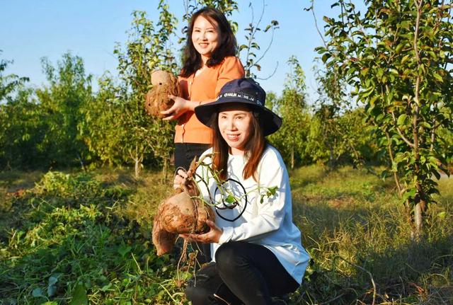 好景山东｜金秋甜蜜蜜！济南黄河岸边红薯喜丰收，田间地头采收忙