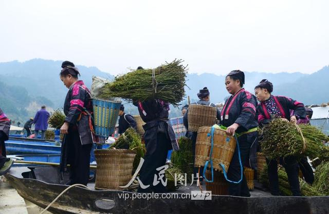 贵州剑河：钩藤“走”出大山闯市场