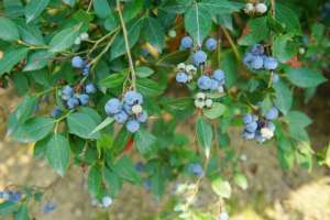 无锡蓝莓种植基地采摘(蓝莓上市了，不想去超市买盒装的，我带你去采摘啊)