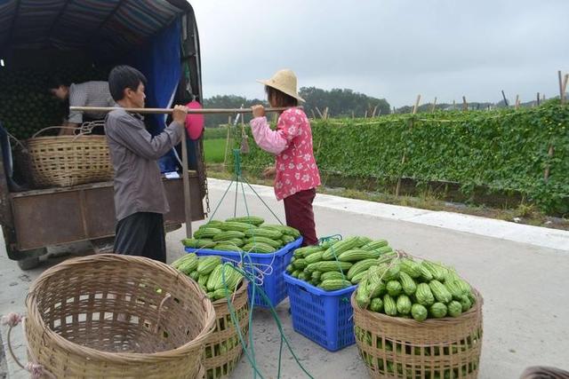 现代农业研究：拱形大棚春萝卜套种苦瓜—红苋菜高效栽培技术