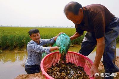 农村养殖新出路，小小泥鳅助人走上致富路