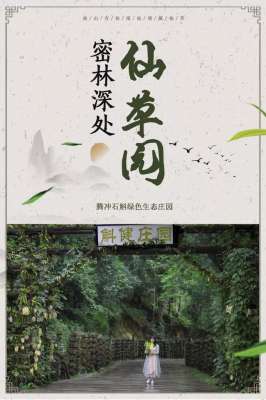 球花石斛种植方法(在腾冲的密林深处 隐藏着一个“仙草园”)