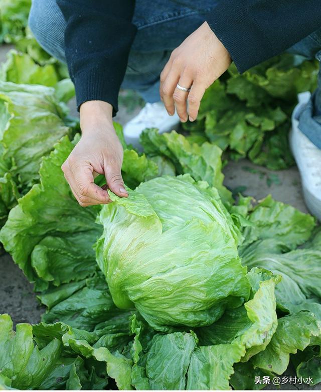 春季种生菜，什么时候播种？如何管理产量高？