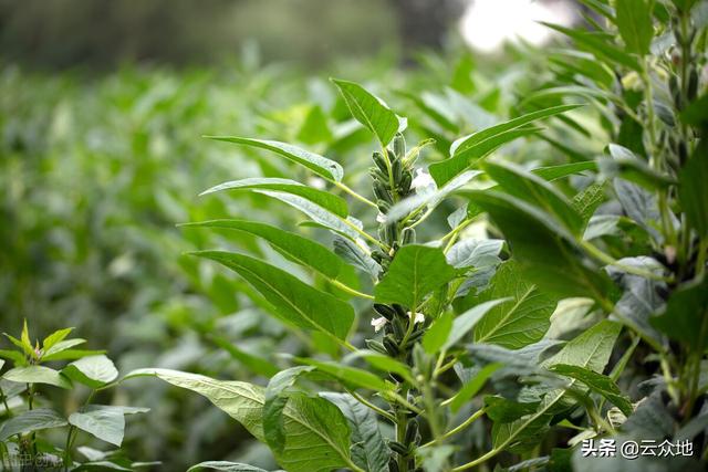 芝麻轻简高效栽培技术要点有哪些？因地选用栽培技术，一播全苗