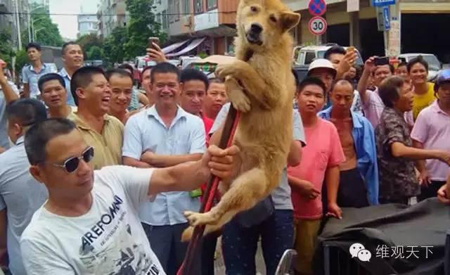 盗狗已成产业链，六成人呼吁取缔狗肉节！·