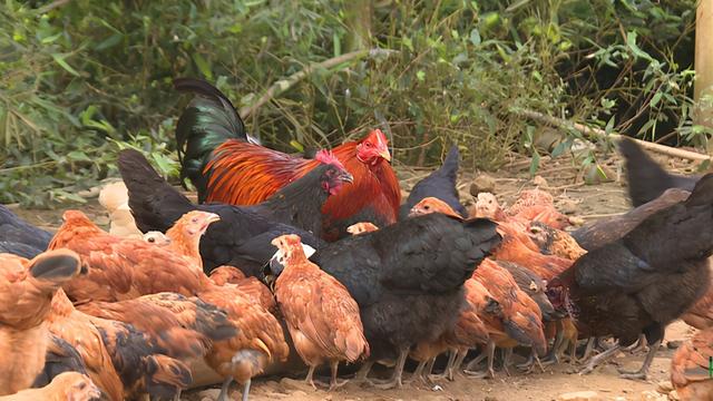 “飞鸡哥”郑普雄：开荒山养土鸡，鸡能斗鹰抓蛇，年赚1000万