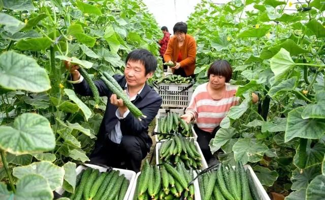 好不容易种点菜，永远别忘了这五点，这才是种植蔬菜的真心话