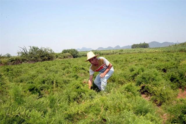 广西来宾：天冬成村民致富之宝