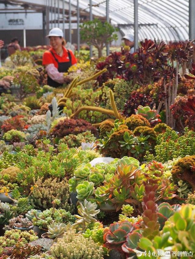 青岛北郊，农民从种粮转到多肉、花卉和绿植盆栽