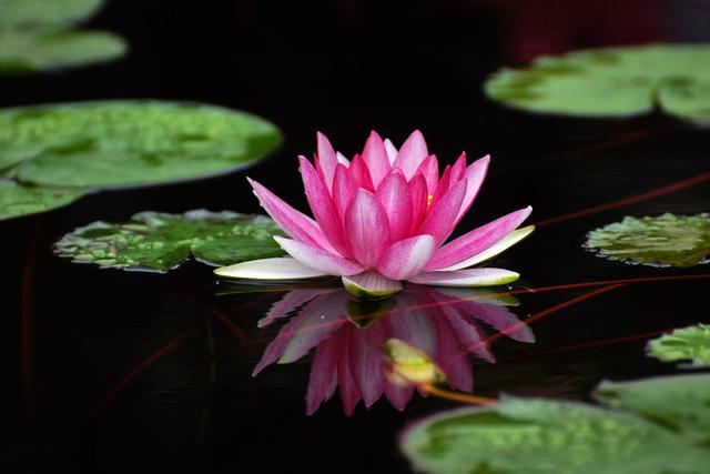 庭院设计师精心总结的15种适合庭院水池栽种的水生植物，建议收藏