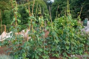 芸豆种植时间和方法(秋黄瓜秋豆角，什么时候种合适，怎么管理才能多结瓜多结豆角)