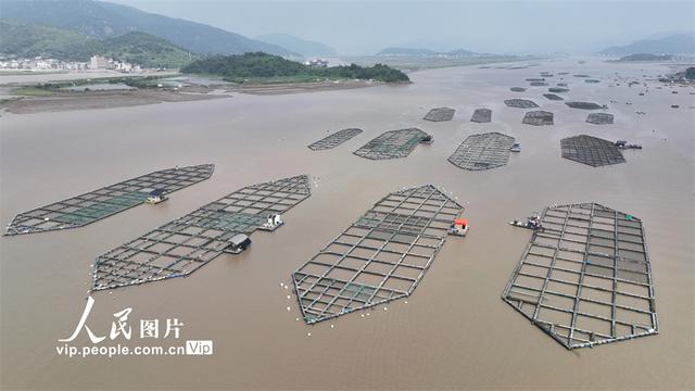 浙江温岭：海上养殖 强村富民