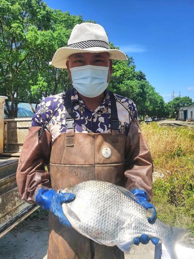 鲜香弹牙！松江这种鱼更好吃的秘诀竟是“减肥”